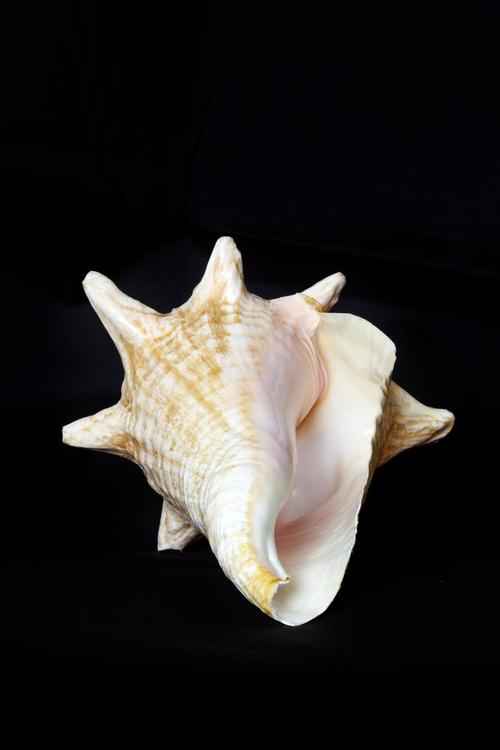 鹦鹉螺壳怎么获得